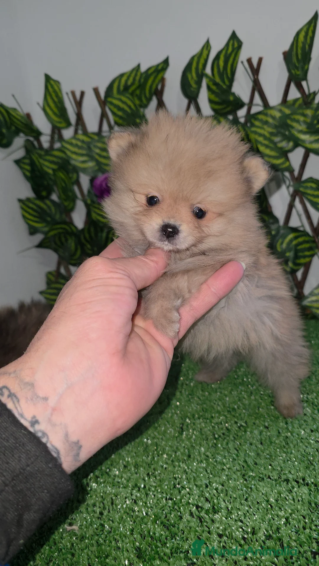 Pomerania perros en venta: Lulu pomerania  - Anuncio 2
