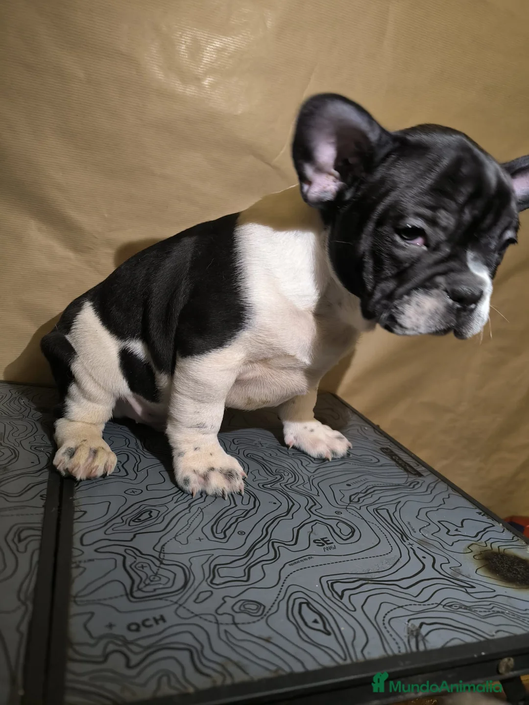 Bulldog Francés perros en venta: Bulldog Francés  - Anuncio 1