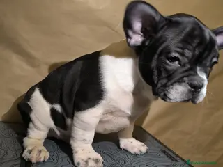 Bulldog Francés perros Bulldog Francés - Anuncio 1