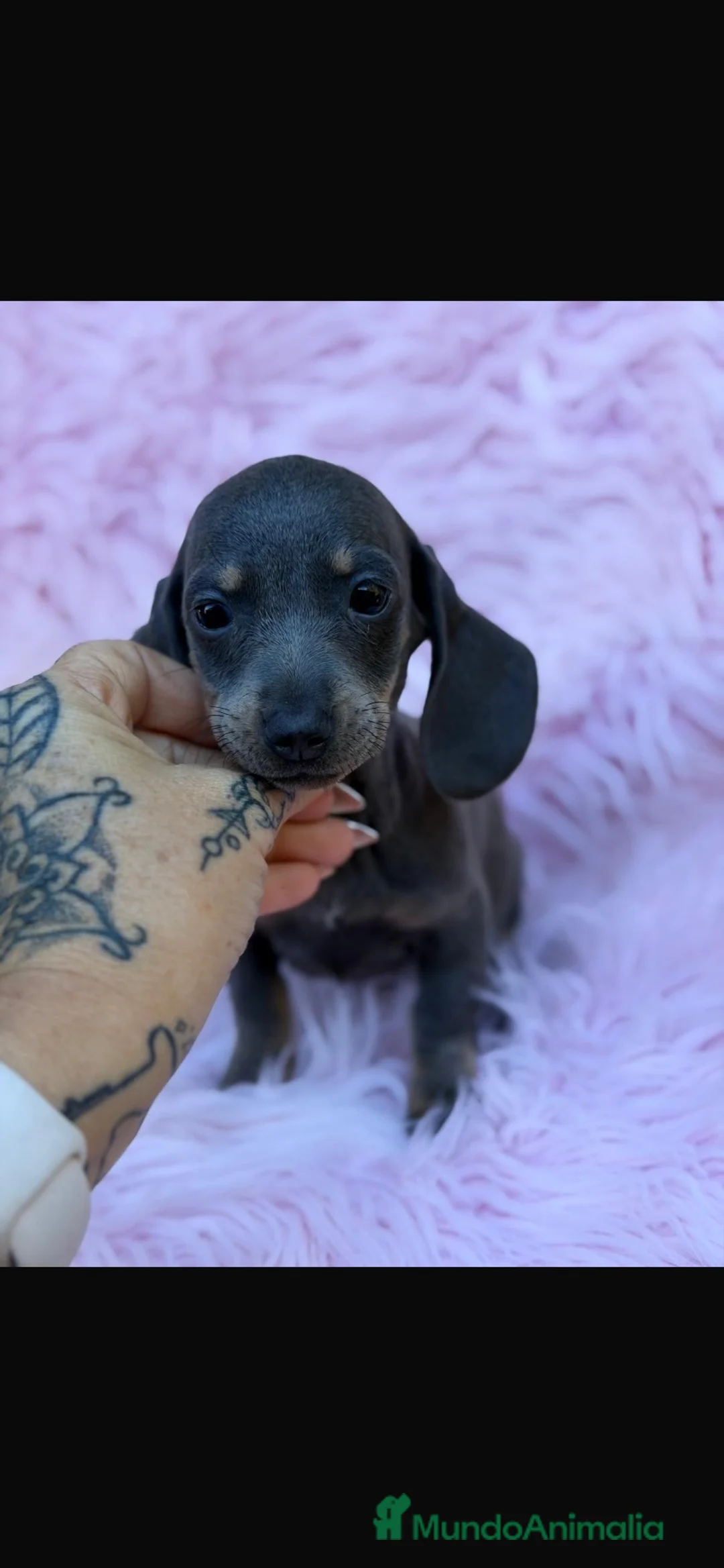 Teckel Miniatura perros en venta: Preciosos teckel  - Anuncio 3