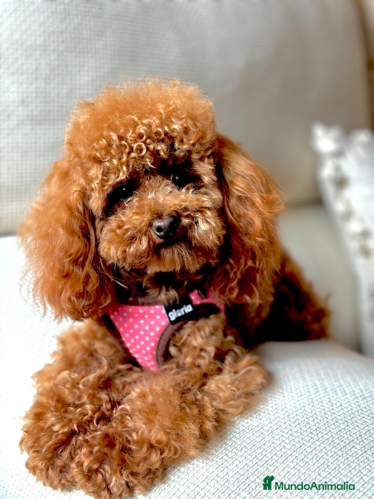 Caniche Toy perros Caniche toy tacita de té  - Anuncio 1