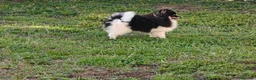 Pomerania perros en venta: Pomerania toy - Anuncio 5