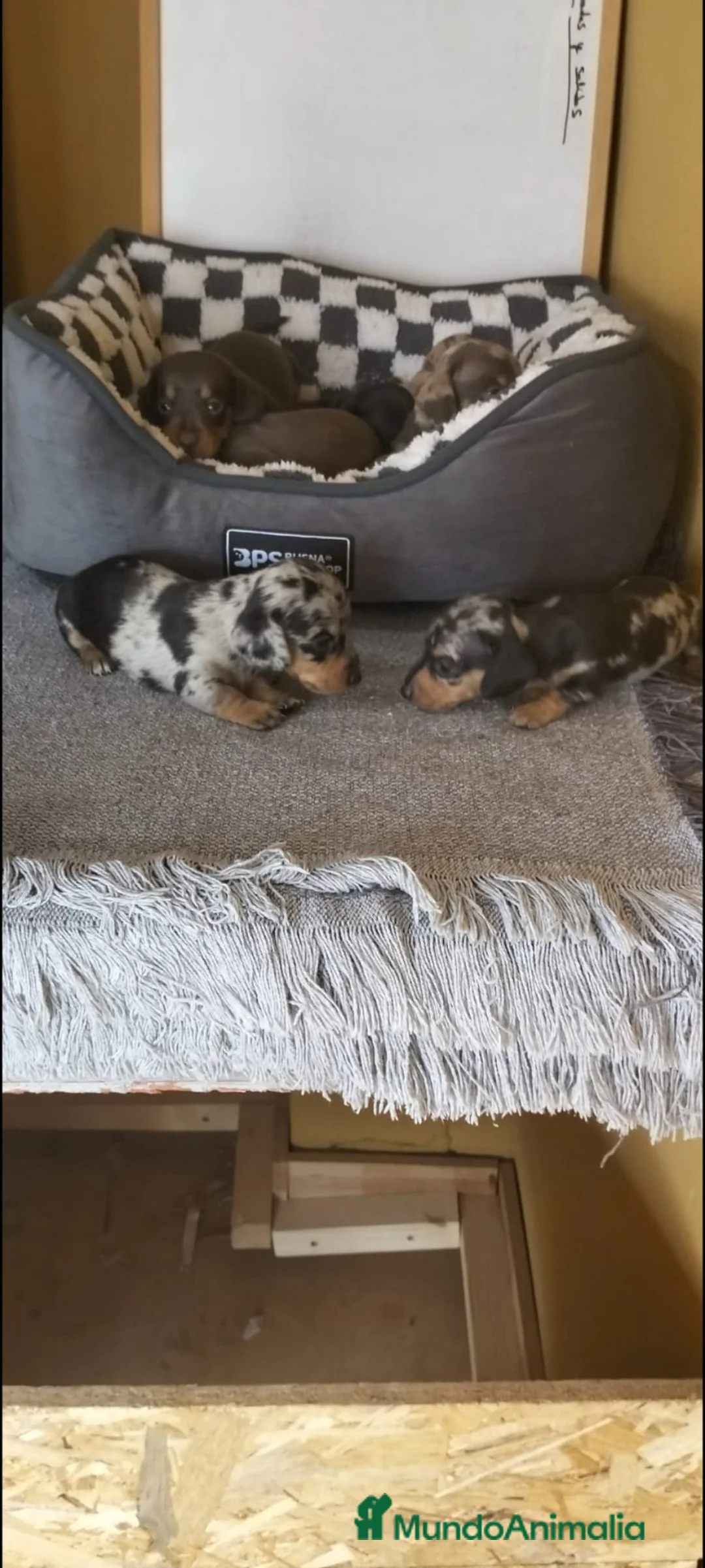 Teckel Miniatura perros en venta: Teckel miniatura - Anuncio 2