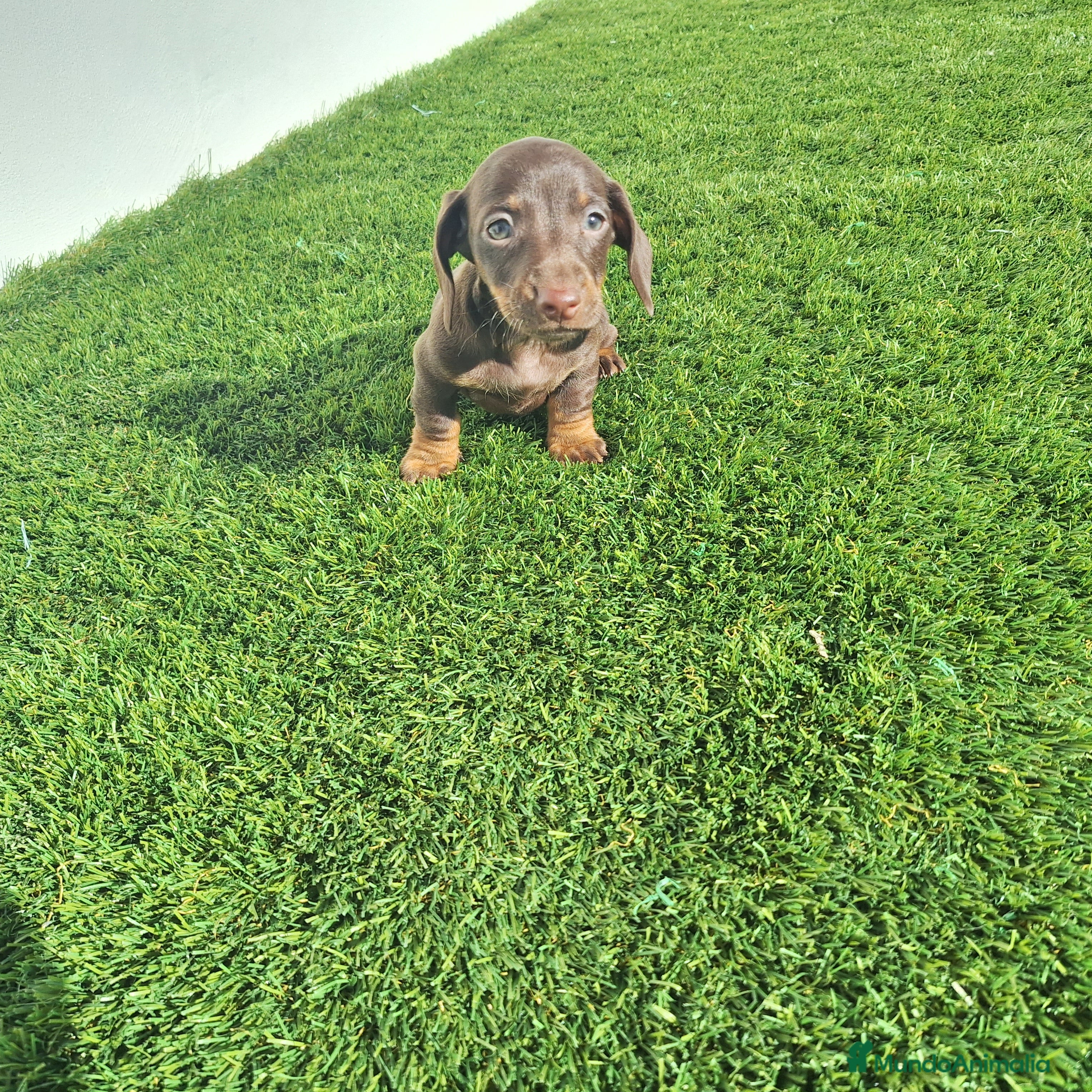 Teckel Miniatura perros TECKEL MINIATURA &amp; KANINCHEN CHOCOLATE  - Anuncio 7