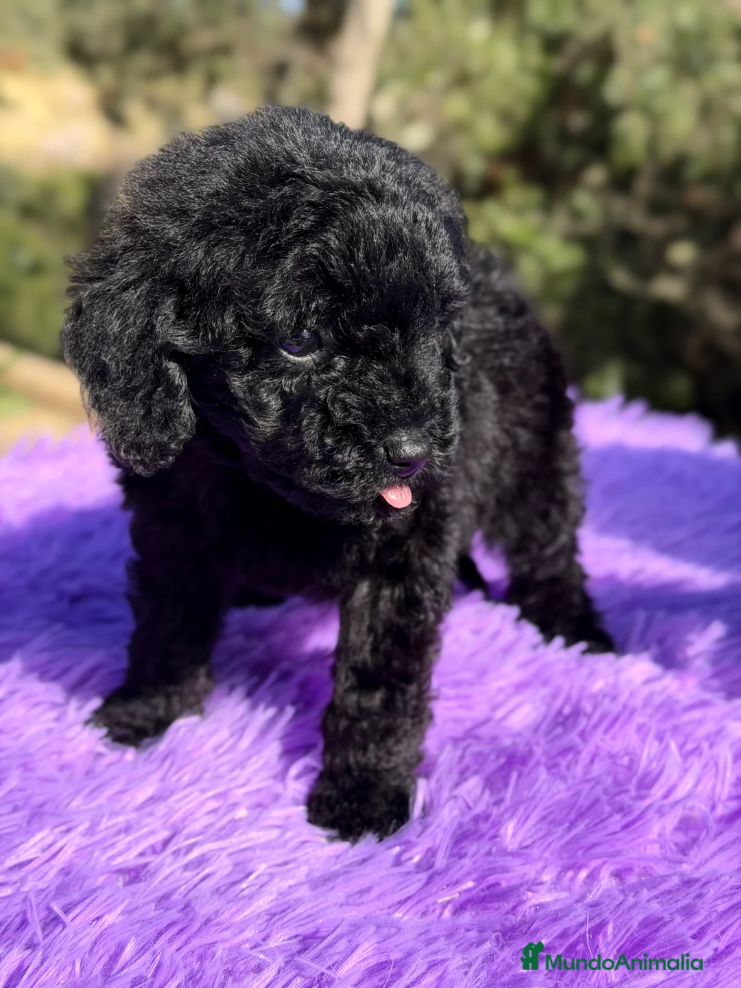 Caniche Toy perros en venta: Caniche Toy negra - Anuncio 3