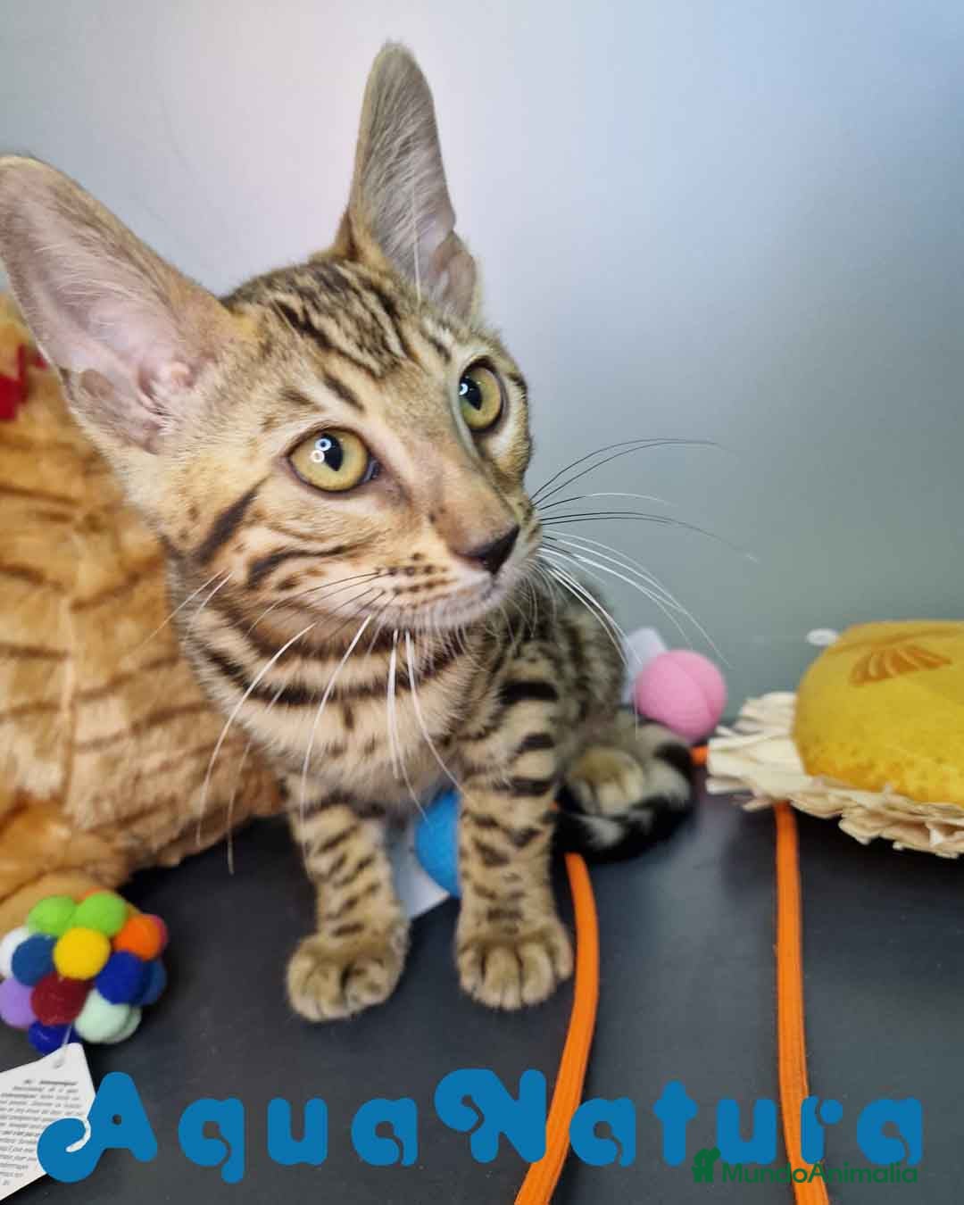 Bengalí gatos en venta: Bengali Hembra 4611 AQUANATURA - Imagen 1