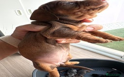 Teckel perros en venta: Teckel kaninchen  - Imagen 2