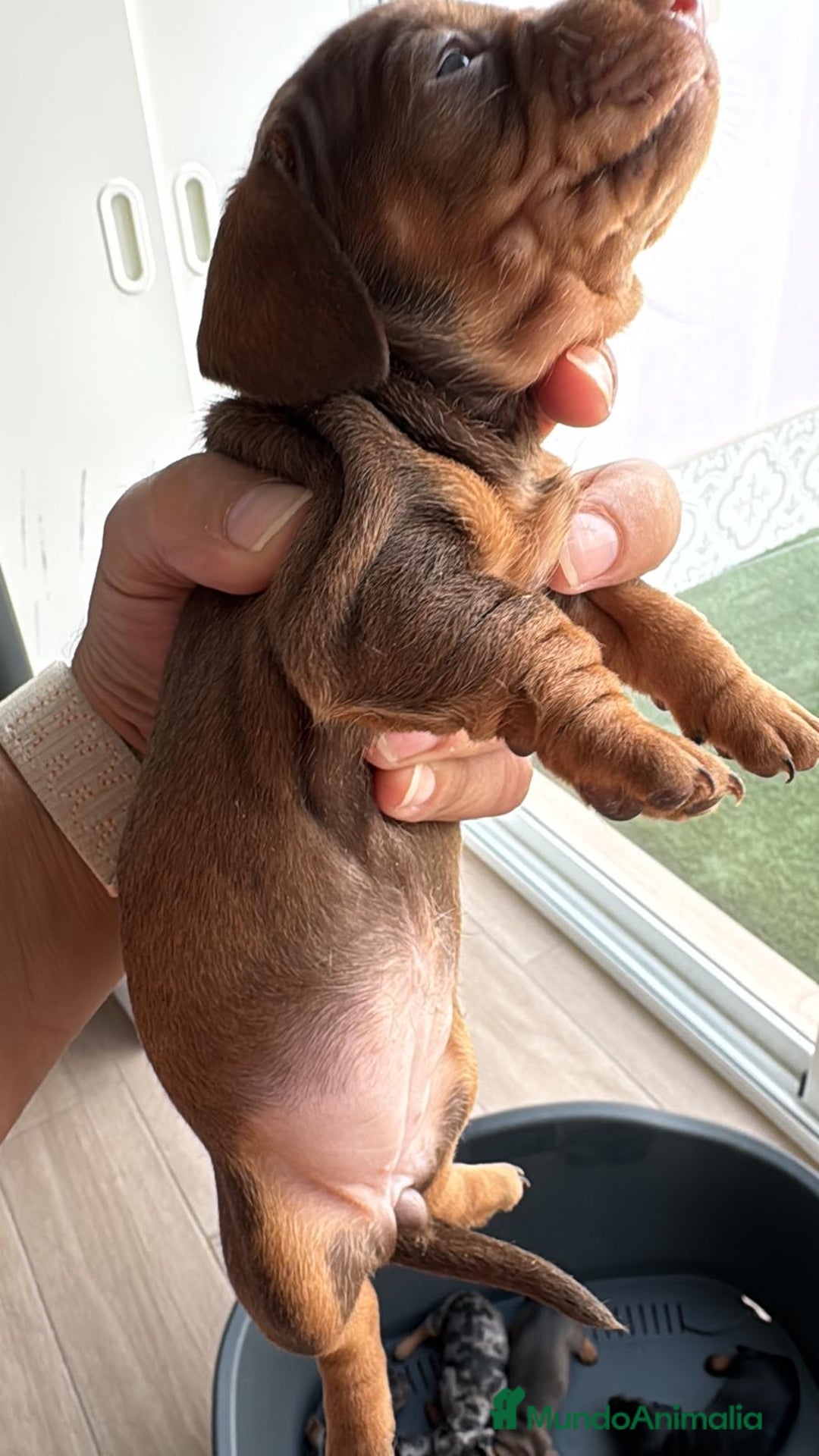 Teckel perros en venta: Teckel kaninchen  - Imagen 2