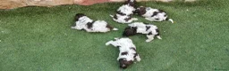Perro de Agua Español perros en venta: Lagotto Romagnolo en Valencia - Anuncio 4