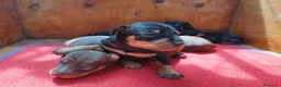 Pinscher Miniatura perros en venta: Pinscher toda España  - Anuncio 1