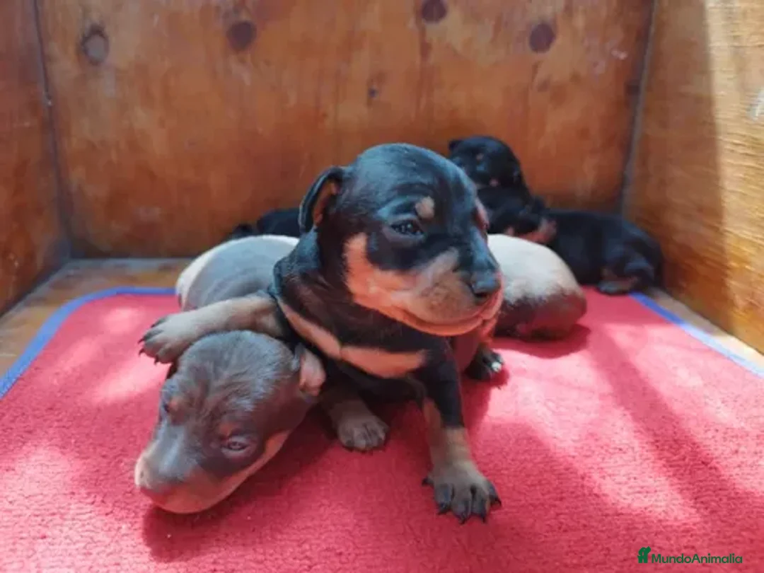 Pinscher Miniatura perros en venta: Pinscher toda España  - Anuncio 1