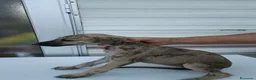 Galgo Español perros en venta: camada galgo español - Anuncio 3