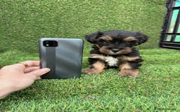 Yorkshire Terrier perros en venta: YORKSHIRE ESPECTACULARES LISTOS PARA ENTREGAR  - Anuncio 3