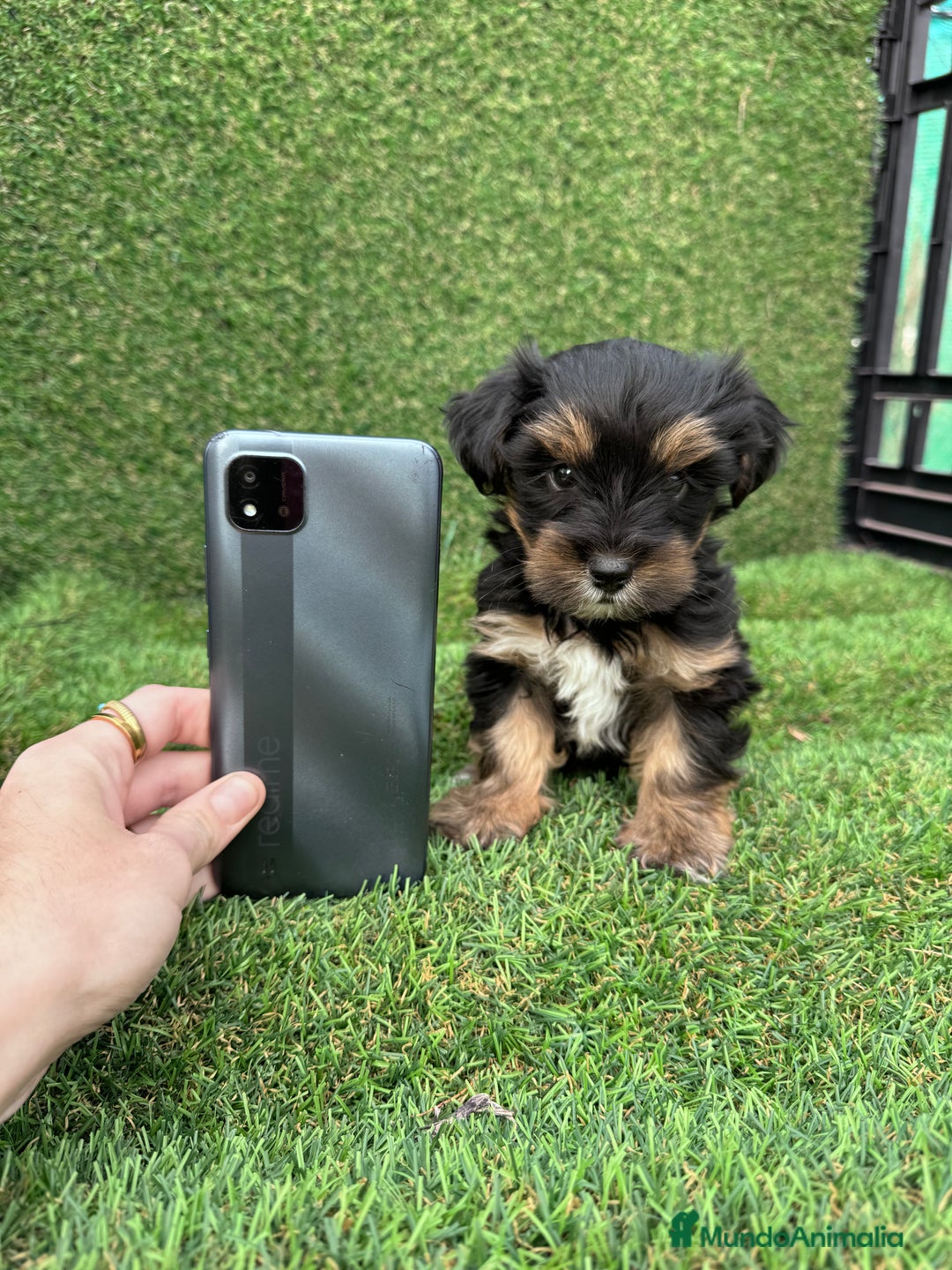 Yorkshire Terrier perros en venta: YORKSHIRE ESPECTACULARES LISTOS PARA ENTREGAR  - Anuncio 3