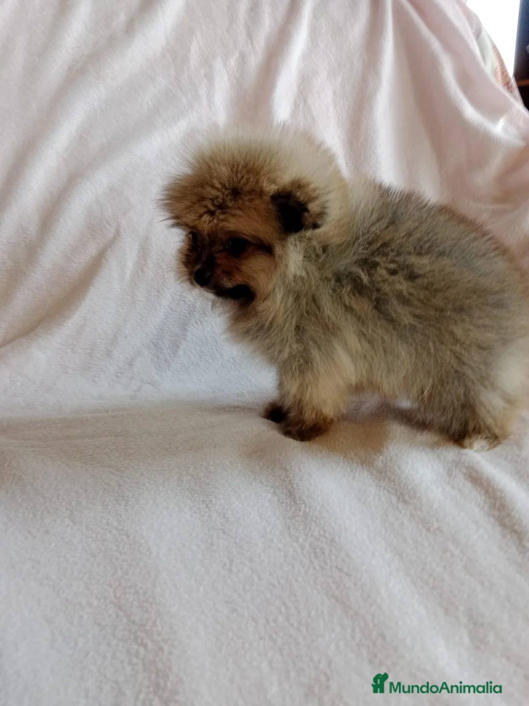 Pomerania perros en venta: Pomerania machos y hembras disponibles  en Granada - Anuncio 11