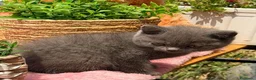 Británico de Pelo Corto gatos en venta: British azul hembra  - Anuncio 2