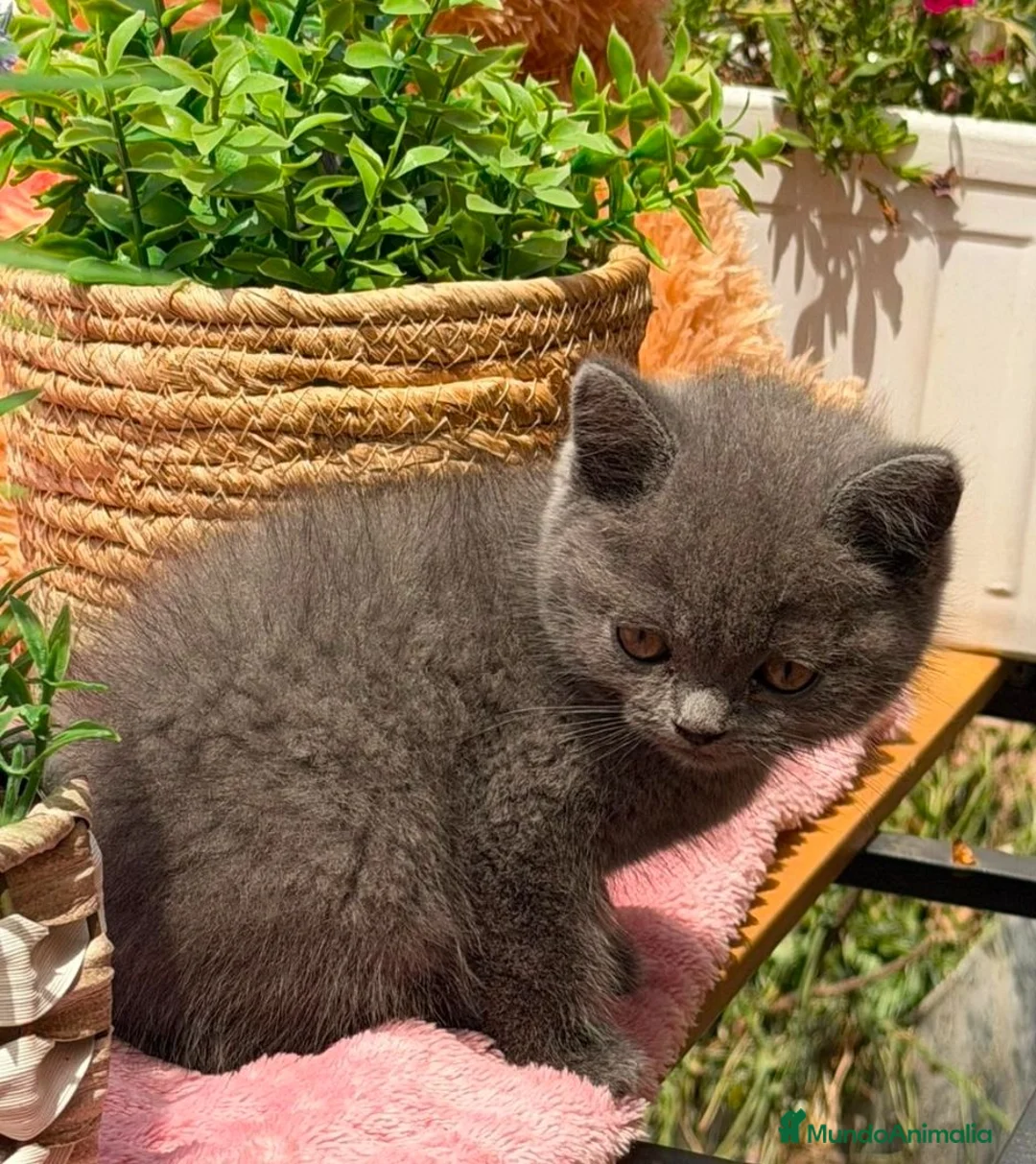 Británico de Pelo Corto gatos en venta: British azul hembra  - Anuncio 2