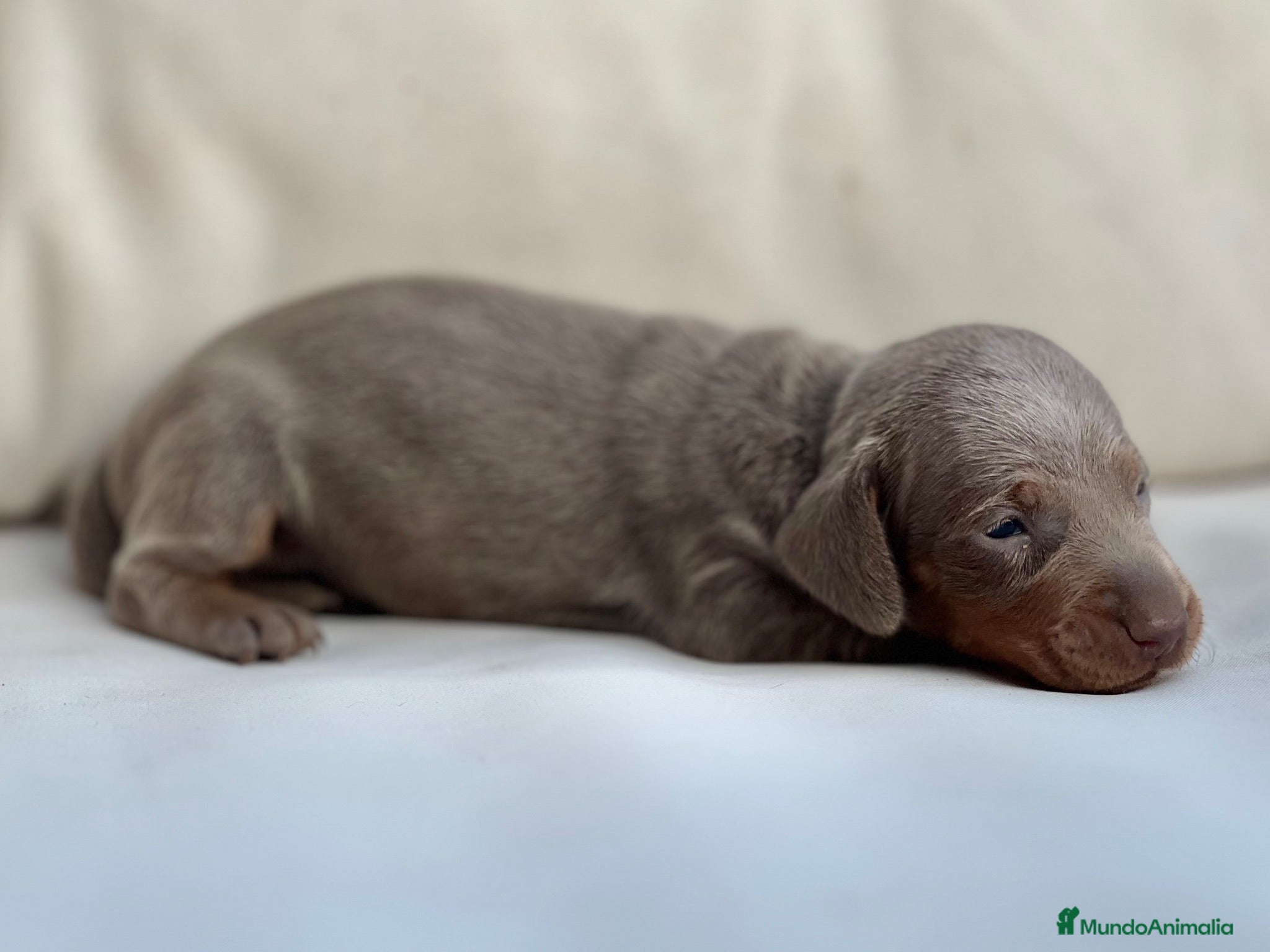 Teckel Miniatura perros PRECIOSA CACHORRITA TECKEL TRICOLOR LILAC - Anuncio 1