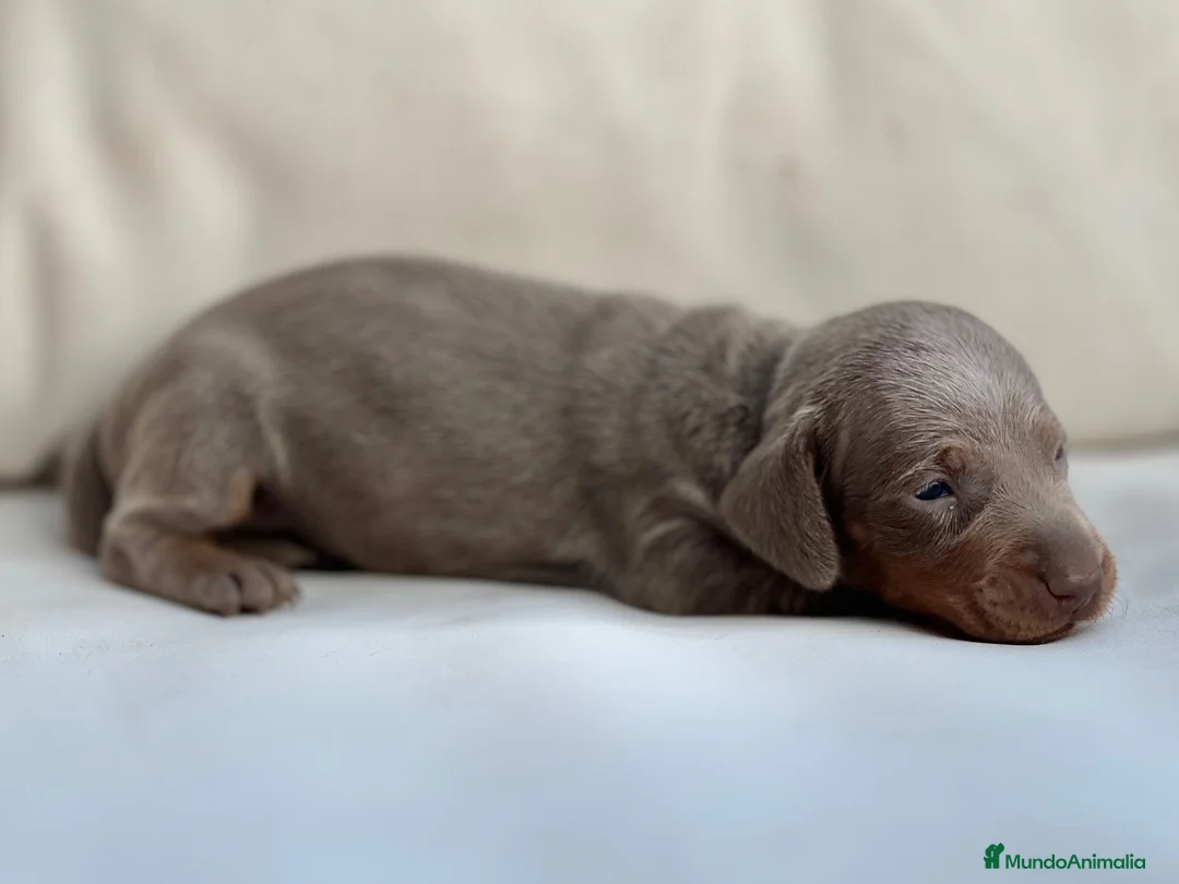 Teckel Miniatura perros en venta: PRECIOSA CACHORRITA TECKEL TRICOLOR LILAC - Anuncio 1