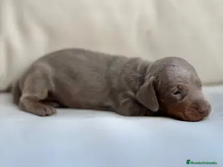Teckel Miniatura perros PRECIOSA CACHORRITA TECKEL TRICOLOR LILAC - Anuncio 1