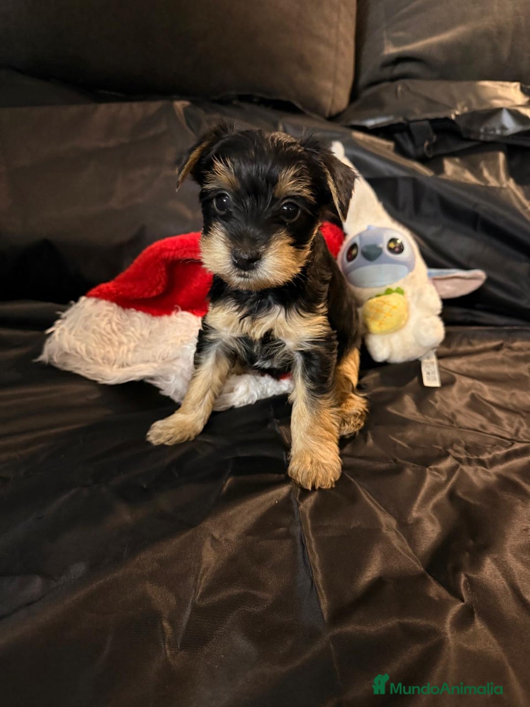 Yorkshire Terrier perros en venta: Yorkshire terrier  - Anuncio 1