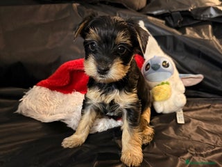 Yorkshire Terrier perros Yorkshire terrier - Anuncio 3