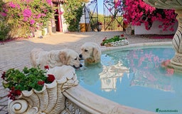 Golden Retriever perros en venta: Camada de Golden Retriever  - Imagen 10