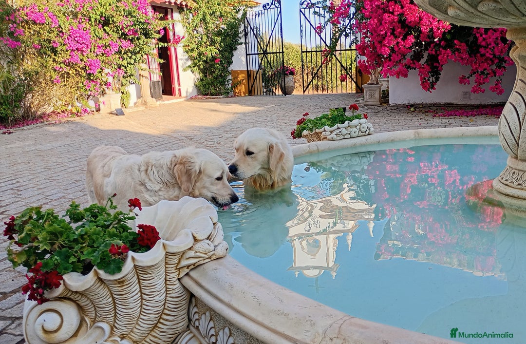 Golden Retriever perros en venta: Camada de Golden Retriever  - Imagen 10