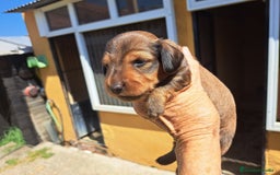 Teckel perros en venta: Teckel de pelo largo - Imagen 2