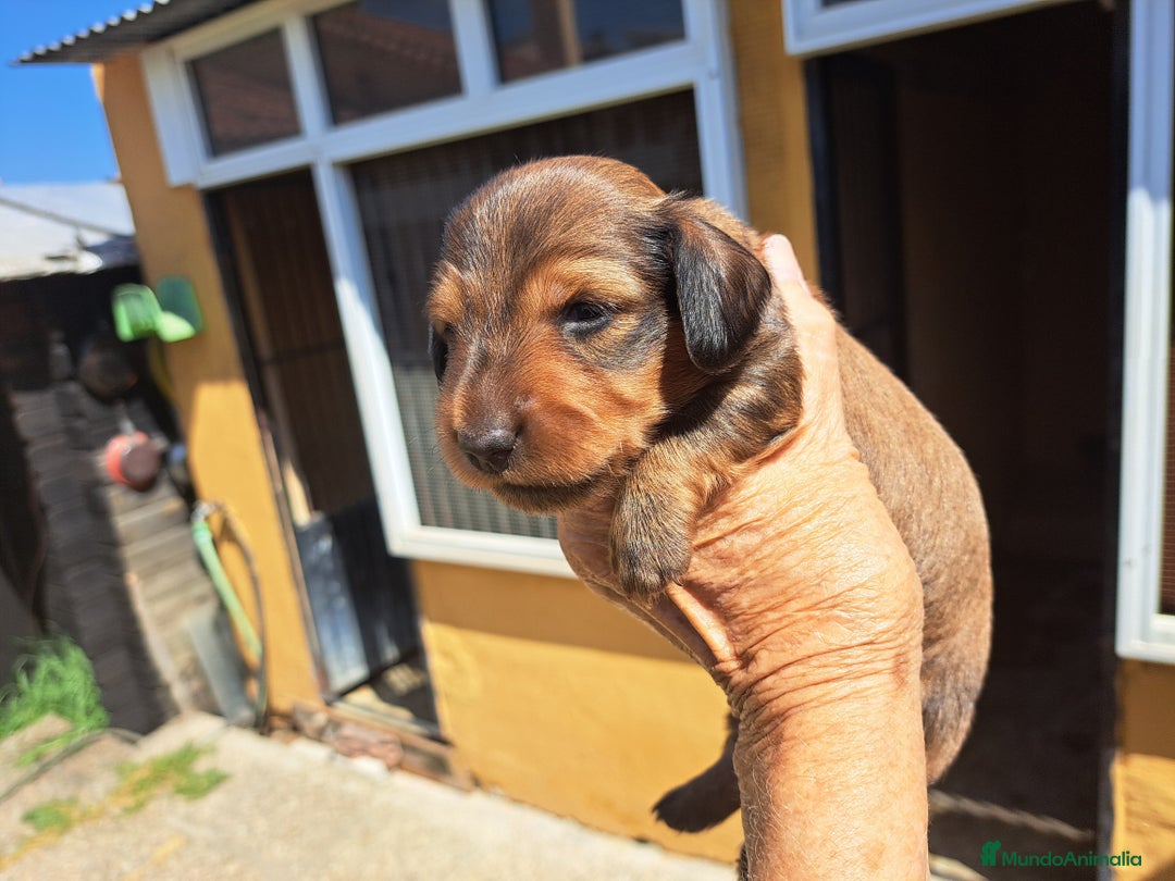 Teckel perros en venta: Teckel de pelo largo - Imagen 2