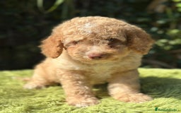 Perro de Agua Español perros en venta: Pdae de ojos verdes   - Imagen 4