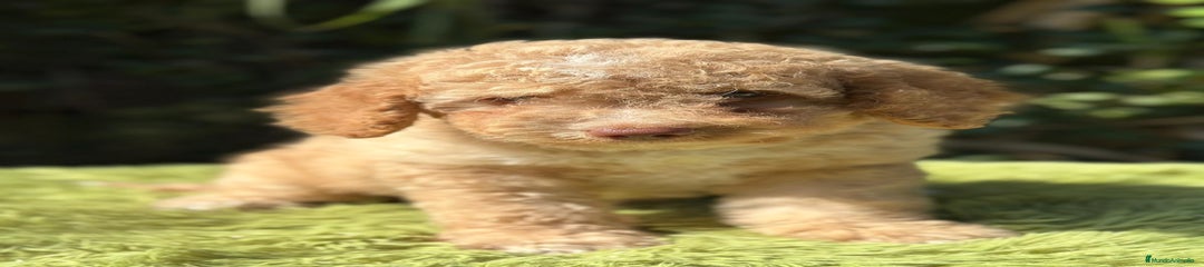 Perro de Agua Español Cachorro 1
