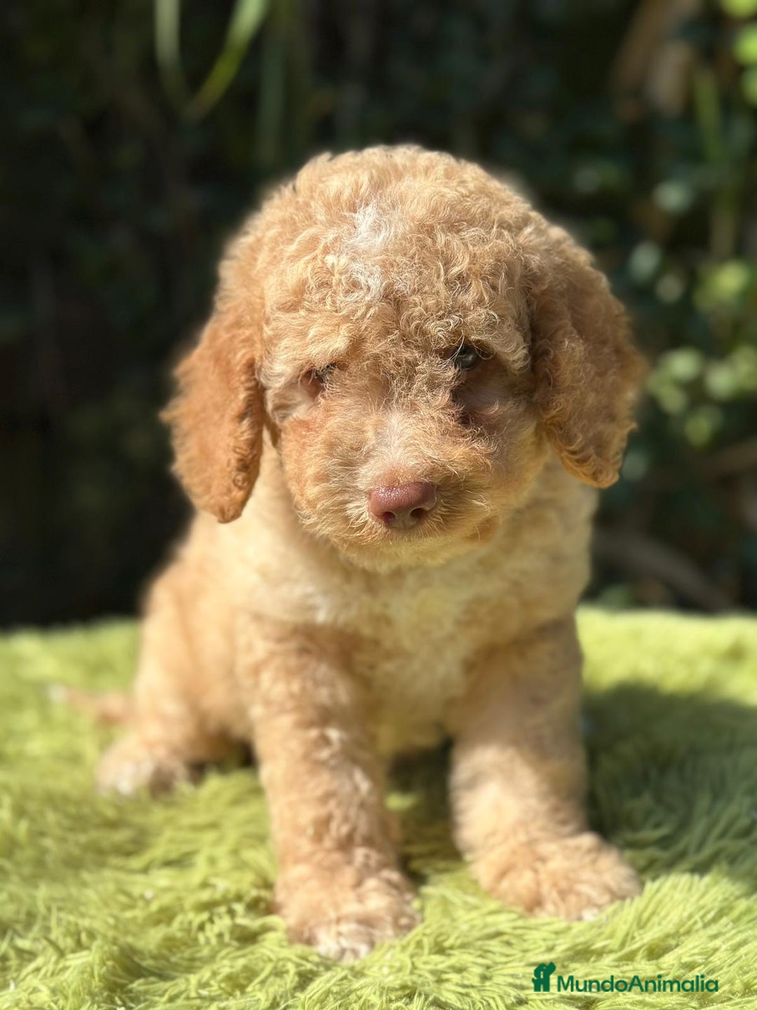 Perro de Agua Español perros en venta: Pdae de ojos verdes   - Imagen 4
