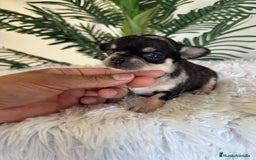 Chihuahua perros en venta: CHIHUAHUA MERLE HEMBRA - Imagen 11