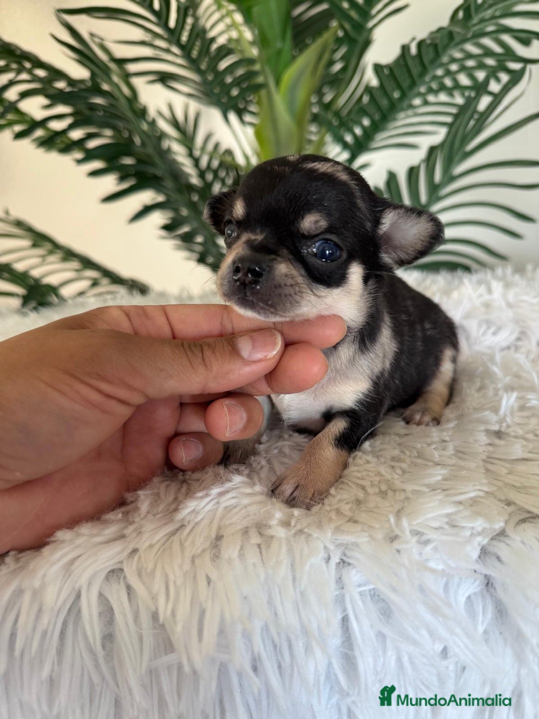 Chihuahua perros en venta: CHIHUAHUA MERLE HEMBRA - Imagen 11
