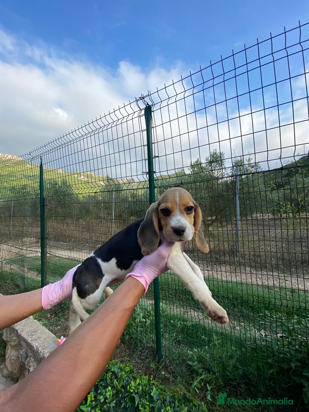 Beagle perros en venta: Macho y hembra Beagle listos para un hogar 💖 - Imagen 5