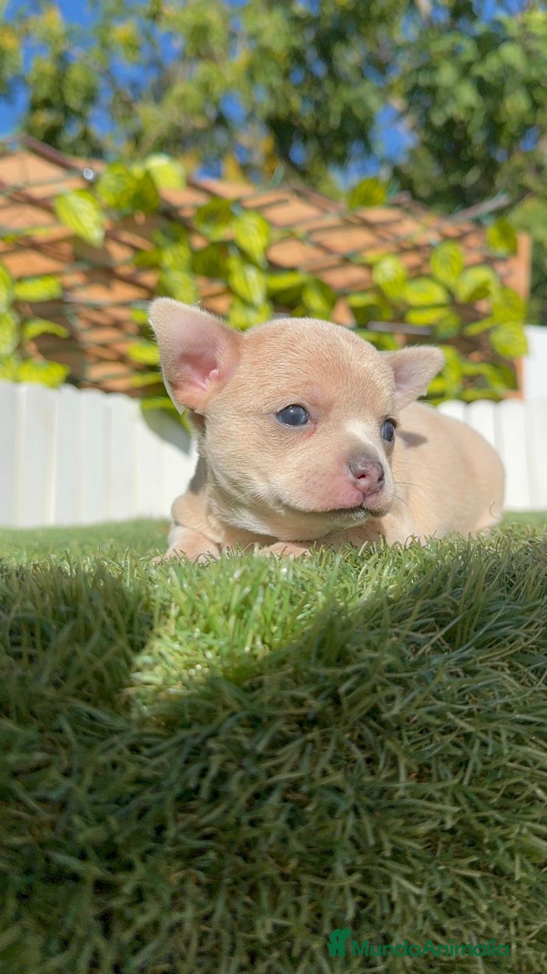 Chihuahua perros en venta: CHIHUAHUA HEMBRA - Anuncio 2