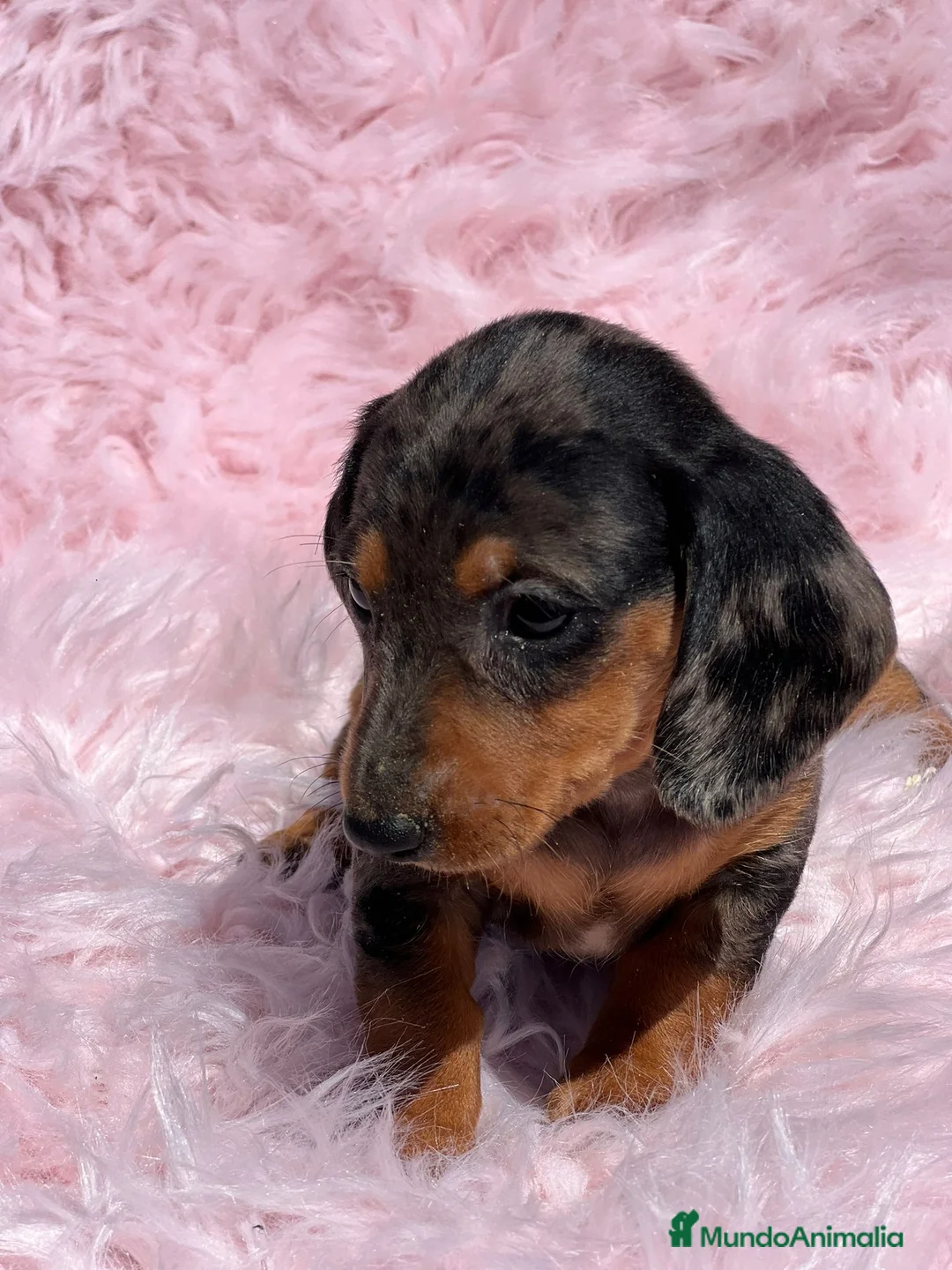 Teckel Miniatura perros en venta: Teckel miniatura  en Barcelona - Anuncio 5