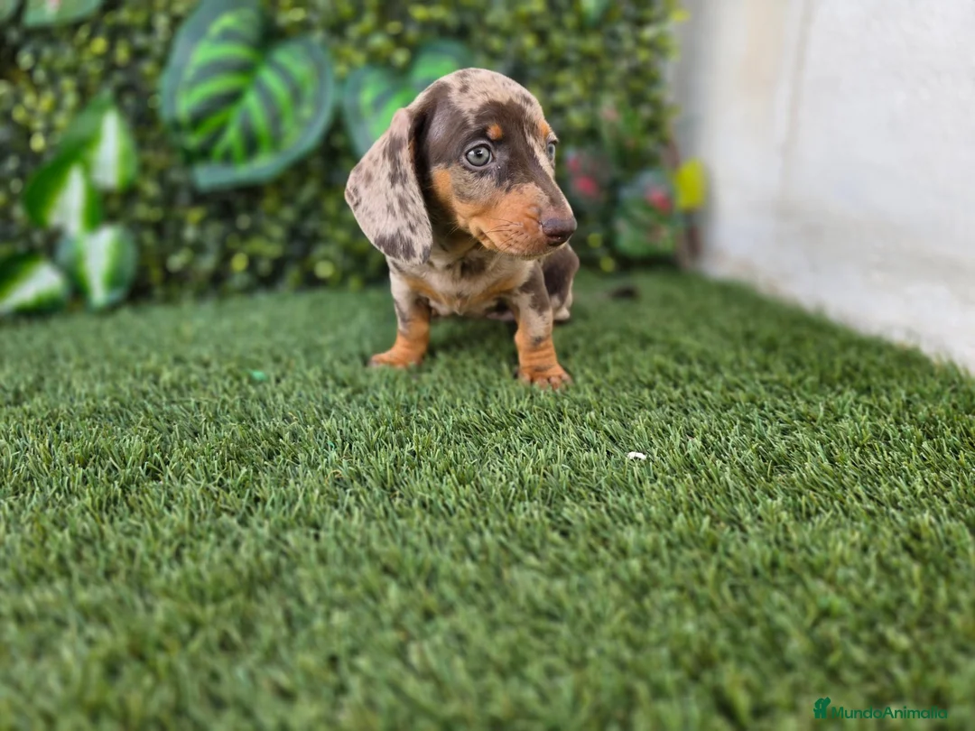 Teckel Miniatura perros en venta: TECKEL MINIATURA ARLEQUIN - Anuncio 2