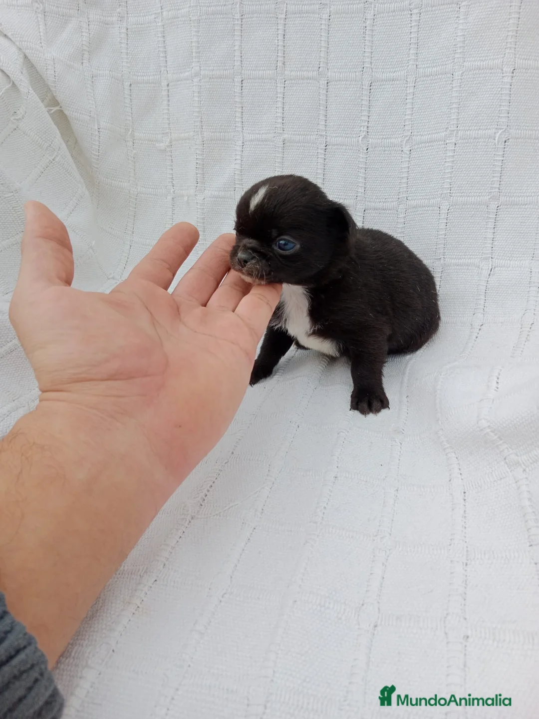 Chihuahua perros en venta: Chihuhua macho negro  - Anuncio 5
