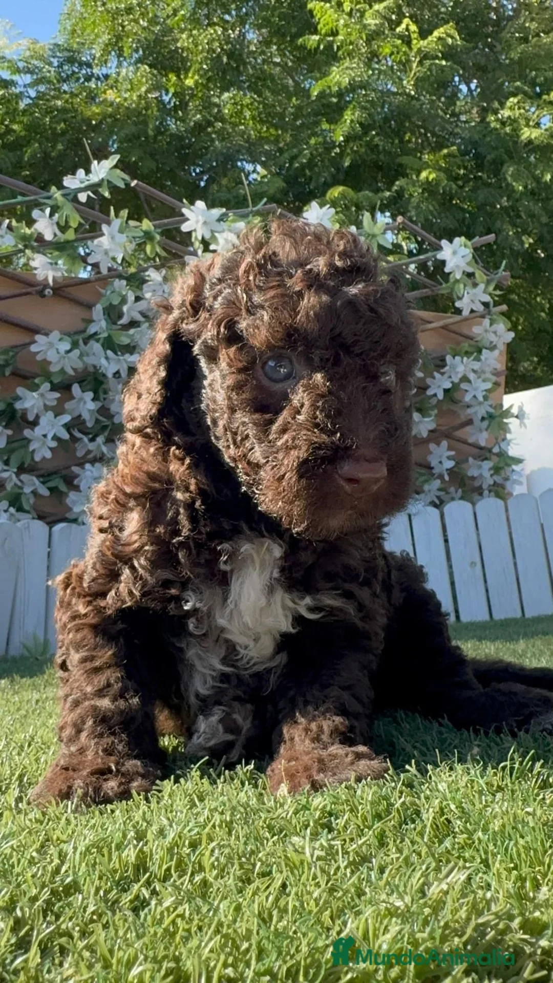 Perro de Agua Español perros en venta: PERRO DE AGUA ESPAÑOL HEMBRA - Anuncio 10