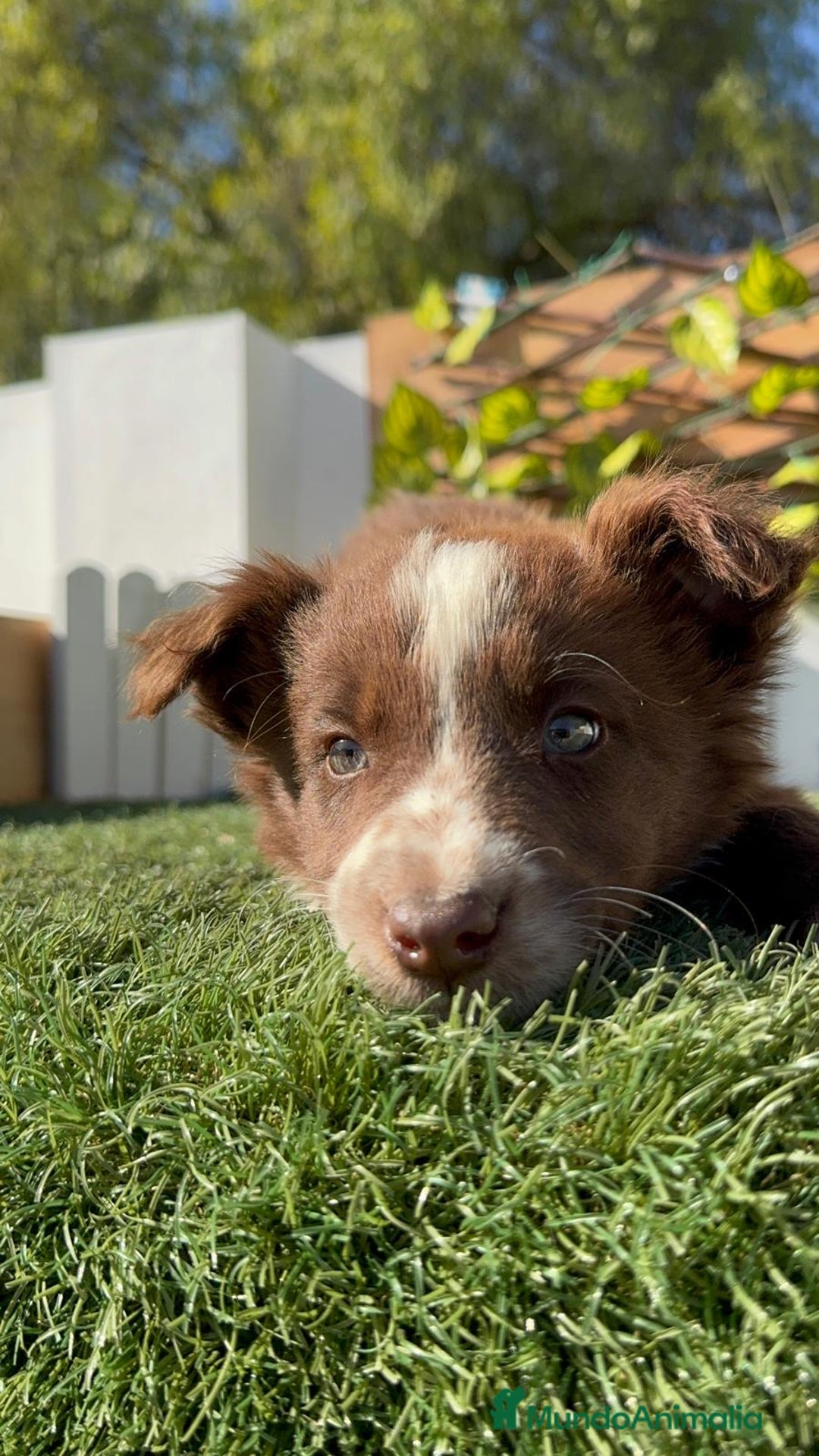Border Collie perros en venta: BORDER COLLIE MACHO - Anuncio 2