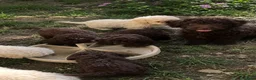 Perro de Agua Español perros en venta: Preciosos cachorros de agua de mucha calidad - Anuncio 4