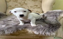 Jack Russell Terrier perros en venta: Cachorros de Jack Russell  - Imagen 35