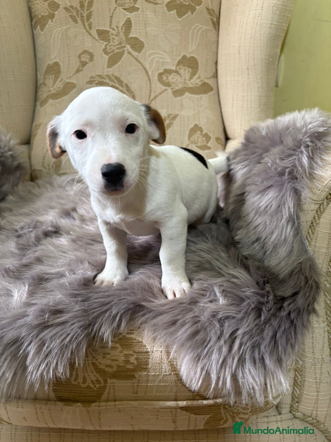 Jack Russell Terrier perros en venta: Cachorros de Jack Russell  - Imagen 35