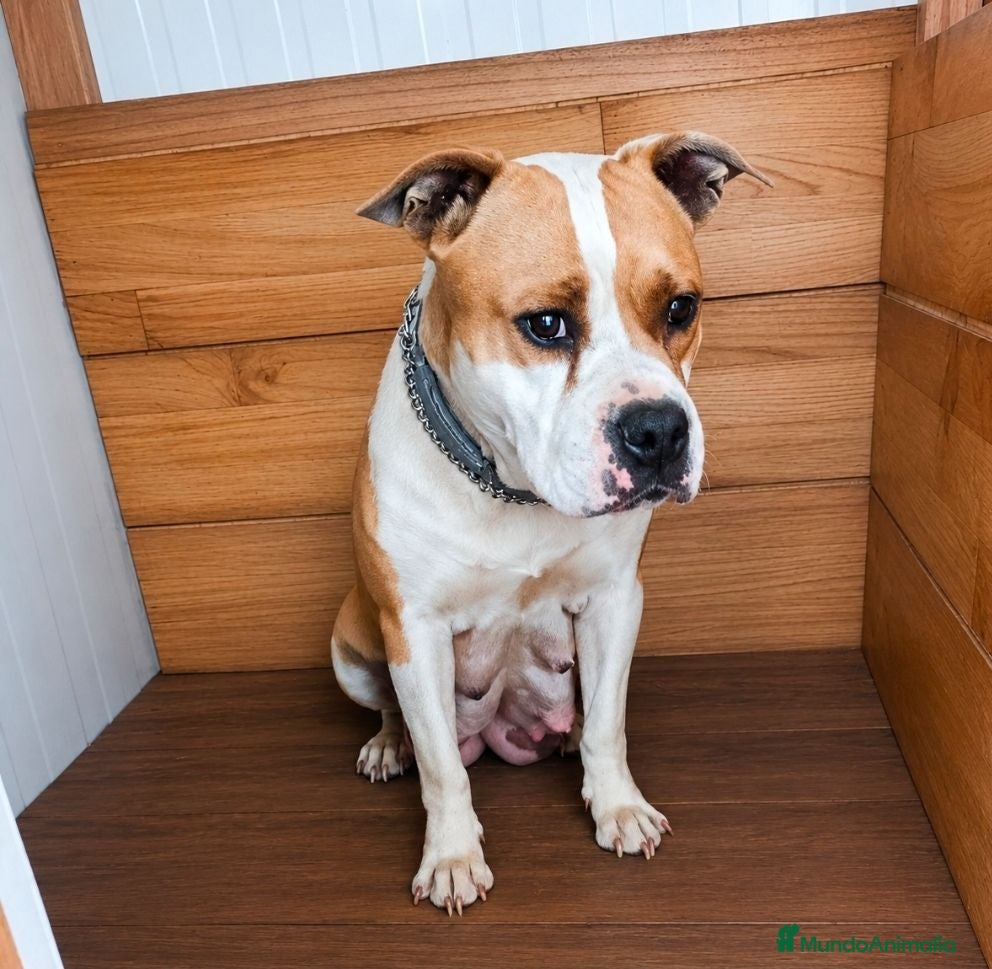 American Staffordshire-Terrier perros America Staffordshire terrier  - Anuncio 1