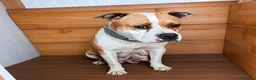 American Staffordshire-Terrier perros en venta: America Staffordshire terrier  - Anuncio 1