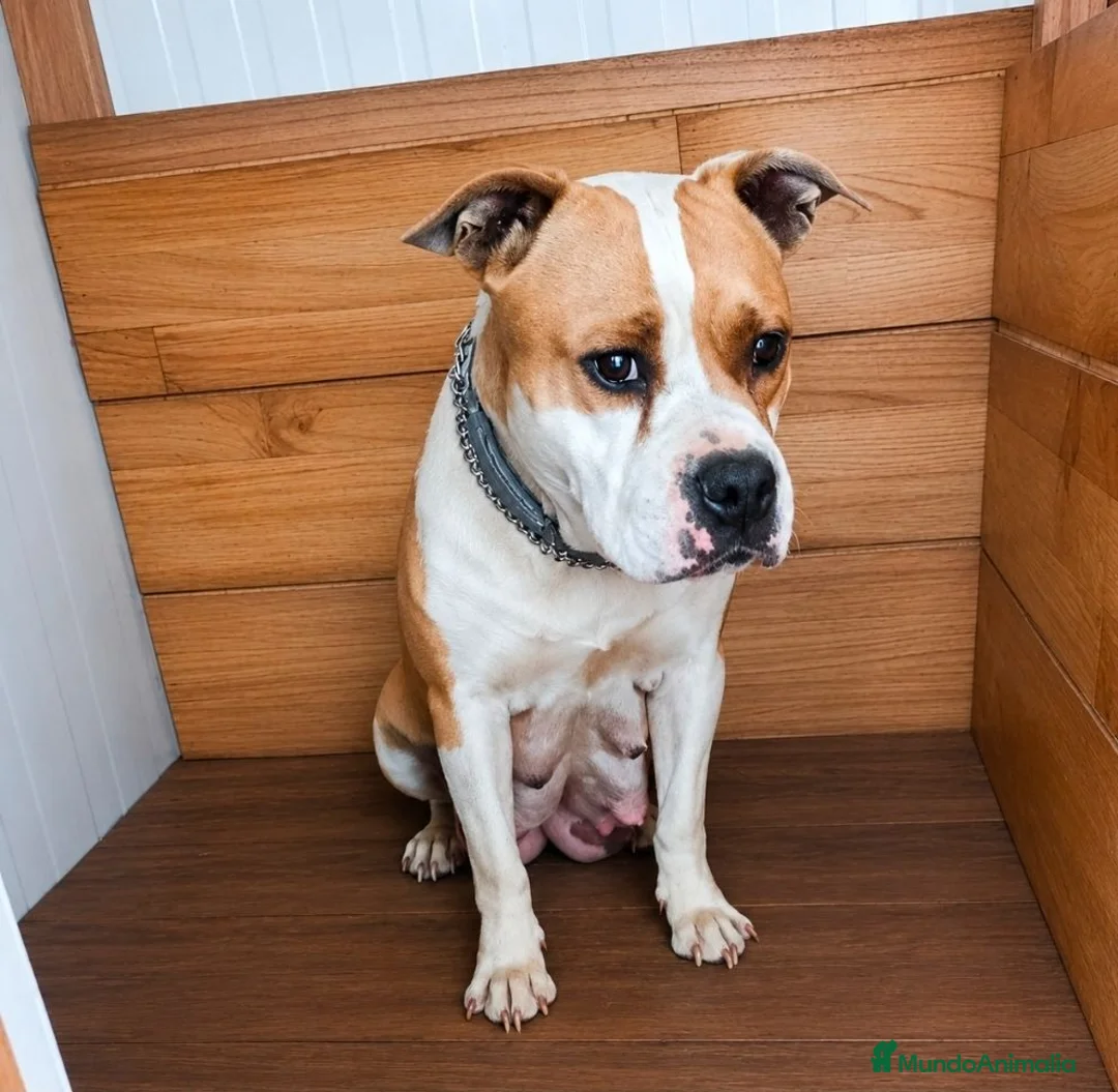 American Staffordshire-Terrier perros en venta: America Staffordshire terrier  - Anuncio 1