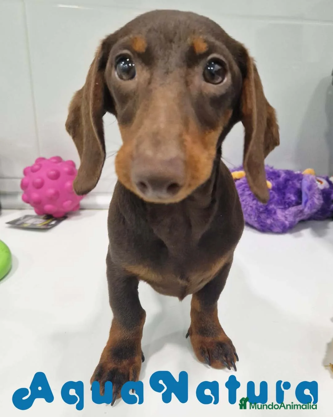 Teckel perros en venta: Teckel Macho de Lena 4482 AQUANATURA - Anuncio 5