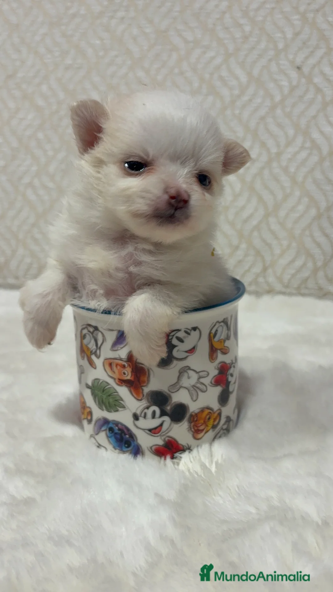 Pomerania perros en venta: Lulu Pomerania Toy hembra naranja blanca  - Anuncio 3